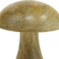 Floristik24 Fungo di legno naturale, giallo autunno deco funghi di legno 12×10 cm