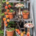 Fungo in legno deco foglie autunnali bianche, decorazione autunnale colorata Ø13cm H19cm | Floristik24.it