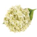 Fiore di ortensia artificiale con stelo lungo e foglie, 60 cm | Floristik24.it