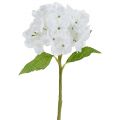 Floristik24 Ortensia 35 cm bianca