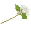 Floristik24 Ortensia decorativa bianca 36cm