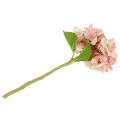 Floristik24 Ortensia rosa, crema 36 cm