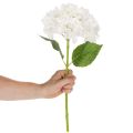 Fiore di ortensia artificiale con stelo lungo per decorazione, 48 cm | Floristik24.it