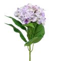 Floristik24 Ortensia viola-bianca 60 cm