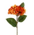 Floristik24 Ortensia arancione 30cm 3pz