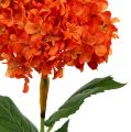 Floristik24 Ortensia arancione 80 cm 1p