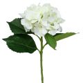 Floristik24 Ortensia bianca L54cm 1pc