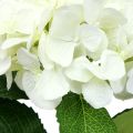 Floristik24 Ortensia bianca L54cm 1pc