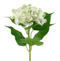 Floristik24 Ortensia bianco-verde 60cm