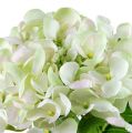 Floristik24 Ortensia bianco-verde 60cm
