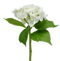 Floristik24 Ortensia 33cm bianca 1pz
