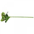 Floristik24 Ortensia artificiale, decorazione floreale, fiore di seta verde L44cm