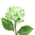 Floristik24 Ortensia verde artificiale, bianca 68 cm