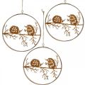 Floristik24 Ciondolo in metallo, riccio su ramo, decorazione autunnale, anello decorativo, cornice in acciaio inossidabile Ø15,5 cm 3 pezzi