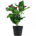 Floristik24 Agrifoglio in vaso piante artificiali Ilex artificial 26cm