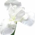 Floristik24 Iris bianco artificialmente 78 cm