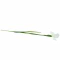 Floristik24 Iris bianco artificialmente 78 cm