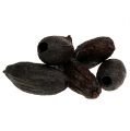 Floristik24 Baccelli di cacao naturale 10-18cm 15 pezzi