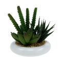 Floristik24 Cactus in vaso Ø12cm 1pz