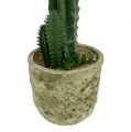 Floristik24 Cactus in vaso con fiore Rosa H 21cm