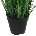 Floristik24 Carice artificiale in vaso con spighe Pianta artificiale Carex 98cm