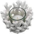 Floristik24 Lanterna con vetro in corallo decoro marittimo bianco artificiale Ø9.5cm 2pz