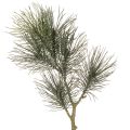 Floristik24 Ramo di pino artificiale per decorazioni da tavola e vasi, 70 cm