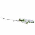 Floristik24 Ramo di fiori di ciliegio bianco artificiale 103 cm