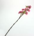 Floristik24 Ramo di fiori di ciliegio in rosa 77 cm