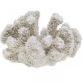 Floristik24 Decoro marittimo corallo bianco artificiale poliresina piccola 13,5x12 cm