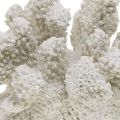 Floristik24 Decoro marittimo corallo bianco artificiale poliresina piccola 13,5x12 cm