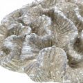 Floristik24 Decoro marittimo corallo beige bianco artificiale polyresin 23x20cm