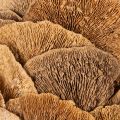 Ghirlanda di funghi per alberi, colore naturale, per decorazione di porte o pareti, 37 cm | Floristik24.it