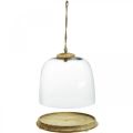 Floristik24 Campana in vetro con piatto in legno, campanella per dolci con manico in juta H19cm Ø22,5cm