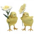 Floristik24 Buona Pasqua pulcini, pulcini con fiori, decorazioni per la tavola di Pasqua, pulcini decorativi H11/11,5 cm, set di 2