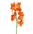 Floristik24 Orchidea artificiale Mokara arancione 50 cm 6 pezzi