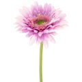 Floristik24 Gerbere artificiali da giardino, viola, 47 cm, 6 pezzi