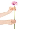 Gerbere artificiali da giardino, viola, 47 cm, 6 pezzi | Floristik24.it