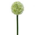 Floristik24 Allium artificiale bianco Ø10cm L65cm