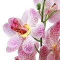 Floristik24 Orchidea artificiale Fiore artificiale rosa bianco Orchidea 73 cm