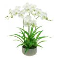 Floristik24 Orchidee artificiali fiori artificiali in vaso bianco 60cm