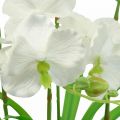 Floristik24 Orchidee artificiali fiori artificiali in vaso bianco 60cm