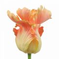 Floristik24 Fiore artificiale, tulipano pappagallo arancione, fiore primaverile 63 cm