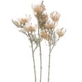 Floristik24 Fiori artificiali, fiore puntaspilli, Leucospermum, Proteaceae Washed White L58cm 3 pezzi
