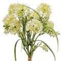 Floristik24 Fiori artificiali allium bianco decorazione cipolle ornamentali 34cm 3 pezzi in mazzo