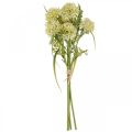 Floristik24 Fiori artificiali allium bianco decorazione cipolle ornamentali 34cm 3 pezzi in mazzo