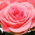 Floristik24 Art rose crema riempita, rosa Ø6cm L37cm 6 pezzi