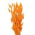 Floristik24 Mazzo di erba vellutata Lagurus, essiccata, 70 cm, 100 g
