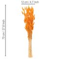 Mazzo di erba vellutata Lagurus, essiccata, 70 cm, 100 g | Floristik24.it