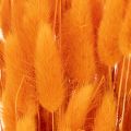 Mazzo di erba vellutata Lagurus, essiccata, 70 cm, 100 g | Floristik24.it
